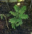 Marattia purpurascens JdP.jpg