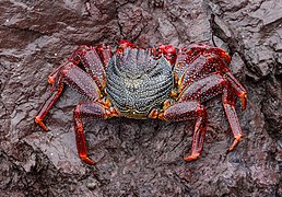 Grapsus adscensionis - Tenerife 01.jpg