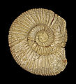 Orthosphinctes colubrinus 01.JPG