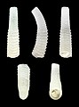 Caecum sepimentum 02.jpg