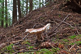 Mount Seymour Provincial Park, BC (DSCF8864).jpg