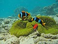 Clowns et oeufs à Mayotte.jpg