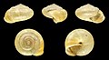 Monachoides incarnatus 01.JPG