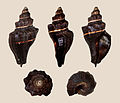 Pugilina morio 01.JPG