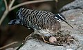 Eurypyga helias - Karlsruhe Zoo.jpg