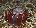 Hydatina physis Réunion.JPG