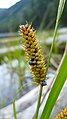 Carex utriculata 1.jpg