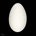Fregata minor MHNT.ZOO.2010.11.2.17.jpg
