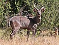 Mountain nyala (Tragelaphus buxtoni) male.jpg