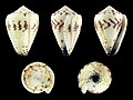 Harmoniconus sponsalis 01.JPG