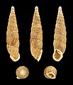 Macrogastra ventricosa 01.jpg