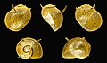 Clithon diadema 02.JPG