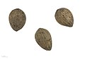 Astrocaryum murumuru MHNT.BOT.2017.10.5.jpg
