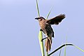 Hartlaub's babbler (Turdoides hartlaubii).jpg
