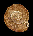 Indosphinctes comptoni 01.JPG