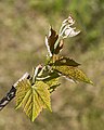 Young grapevine leaves 1.jpg
