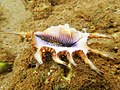Lambis scorpius.jpg