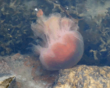 Lion's mane jellyfish swimming side view.gif