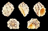 Mancinella alouina 01.JPG