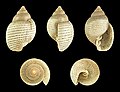 Tornatellaea simulata 01.JPG