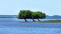 Tres arboles - panoramio.jpg