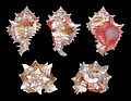 Hexaplex erythrostomus 01.JPG