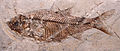 Leuciscus oeningensis 01.jpg