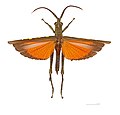 Aeolacris caternaulti MHNT dos.jpg
