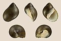Neritina turrita 02.JPG