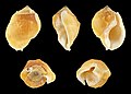 Aspa marginata 02.JPG