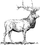 Elk 1 (PSF).png