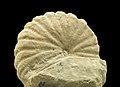 Pulchellia provincialis 01.jpg