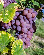 Gewürztraminer P1120136.jpg