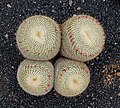 Mammillaria muehlenpfordtii 01.jpg