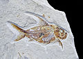 Nematonotus longispinus.jpg