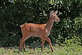 Southern puku (Kobus vardonii vardonii) fawn.jpg