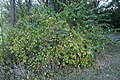 Lonicera Morrowii - Morrow's Honeysuckle 1.jpg