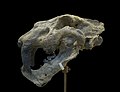 Homotherium crenatidens fabrini MNHN.jpg