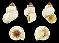 Pomatias elegans 01.JPG