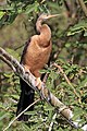African darter (Anhinga rufa) female.jpg