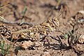 Red-winged grasshopper (Oedipoda miniata).jpg