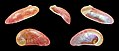 Stomatella impertusa 01.JPG