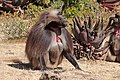 Gelada (Theropithecus gelada gelada) male.jpg