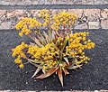 Aloe buhrii 001.jpg