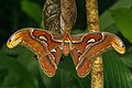 Attacus taprobanis-Kadavoor-2018-07-07-001.jpg