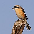 Bay-backed shrike (Lanius vittatus).jpg