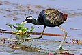 Bronze-winged jacana (Metopidius indicus).jpg