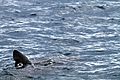 Basking Shark - Flickr - GregTheBusker.jpg