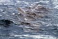 Basking Shark - Flickr - GregTheBusker (1).jpg