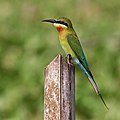 Blue-tailed bee-eater (Merops philippinus).jpg